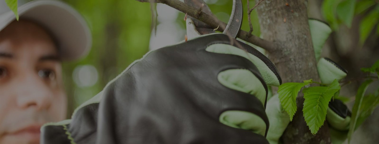 landscaper-pruning-branches